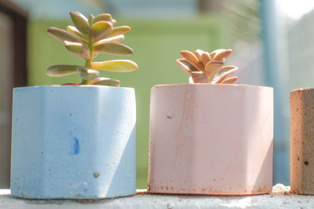 Colorful Succulent Plants in Minimalist Concrete Pots on White Wall in Sunlightの写真素材