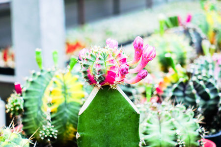 Colorful Moon Cactus Close-Up with Bright Pink, Yellow, and Red Headsの写真素材