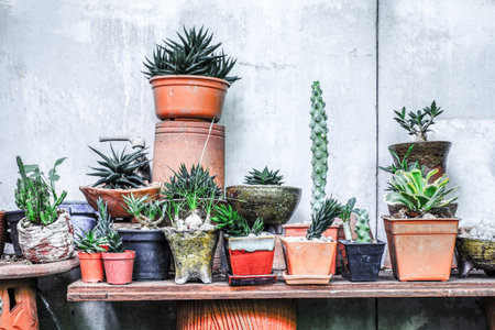 Variety of Succulent and Cactus Plants in Clay Pots Against Concrete Wallの写真素材