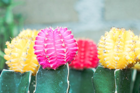Colorful Moon Cactus Close-Up with Bright Pink, Yellow, and Red Headsの写真素材