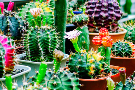 Variety of Succulent and Cactus Plants in Clay Pots Against Concrete Wall