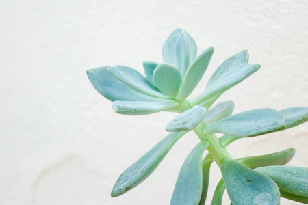 Close-up of Succulent Plants with Natural Texture and Detailの写真素材