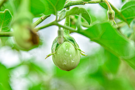 Fresh Thai Eggplants Growing on Plant in Organic Gardenの写真素材