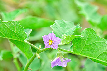 Thai Eggplant Flowers Growing on Plant in Organic Gardenの写真素材