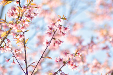 Cherry Blossoms in Full Bloom on a Sunny Spring Day