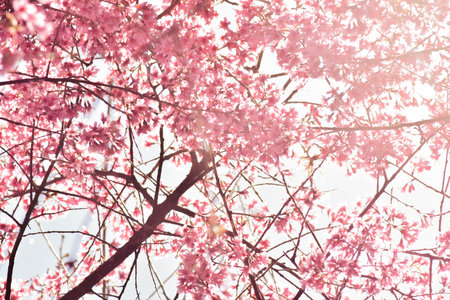 Cherry Blossoms in Full Bloom on a Sunny Spring Dayの写真素材