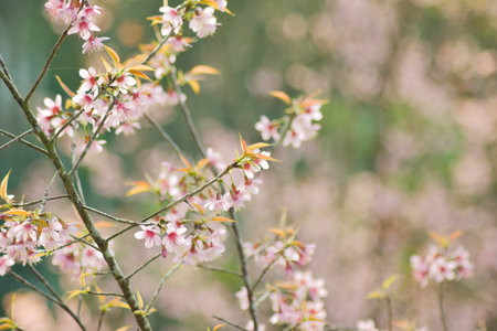 Cherry Blossoms in Full Bloom on a Sunny Spring Day