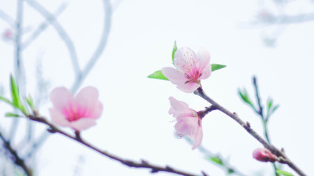 Cherry Blossoms in Full Bloom on a Sunny Spring Dayの写真素材
