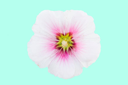 Group of Pink Hollyhocks flowers isolated on blue pastel color background.(Soft focus )