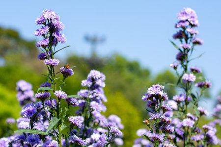 Field of Blooming Purple and Pink Pompon Chrysanthemum Flowers in Bright Sunlight