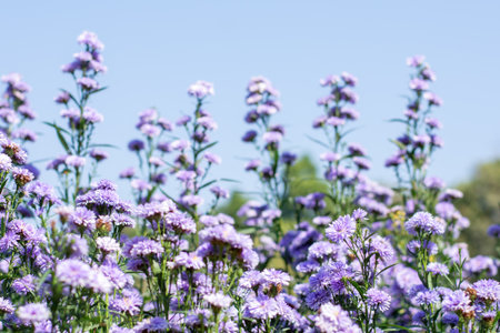 Field of Blooming Purple and Pink Pompon Chrysanthemum Flowers in Bright Sunlightの写真素材