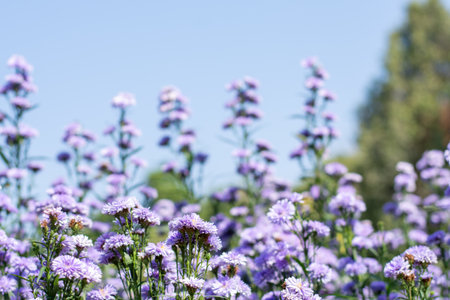 Field of Blooming Purple and Pink Pompon Chrysanthemum Flowers in Bright Sunlightの写真素材