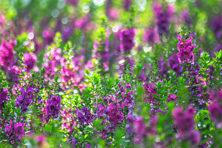 Close-Up of Pink Angelonia Flowers in Bloom