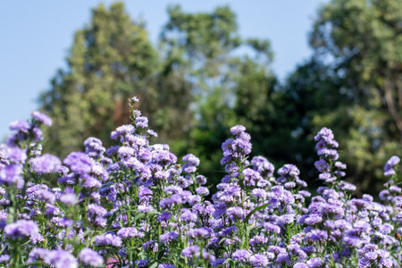 Field of Blooming Purple and Pink Pompon Chrysanthemum Flowers in Bright Sunlight