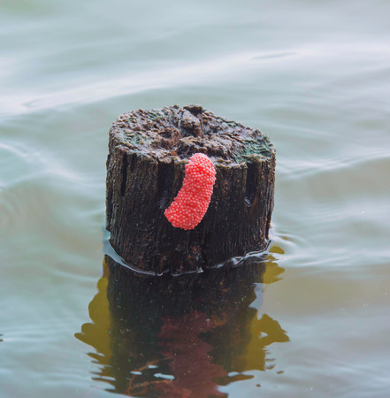 Close up Golden apple snail eggs on wood.の写真素材