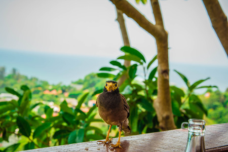 Myna bird standing. Common myna, Indian myna, Mynah (Acridotheres tristis).の写真素材