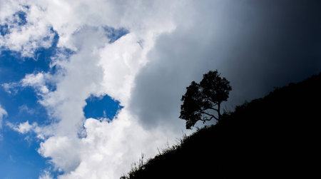 silhouette of tree with dark cloudy skyの写真素材