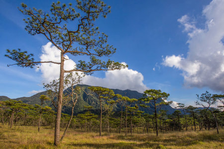 Pine forest with mountain , Thailandの写真素材