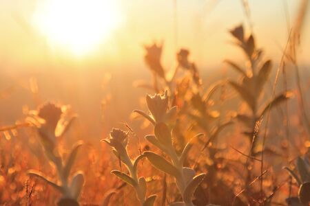 Defocused autumn view with vibrant golden, orange colors and bokehの写真素材