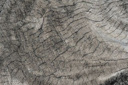 Wood texture of cut tree trunkの写真素材