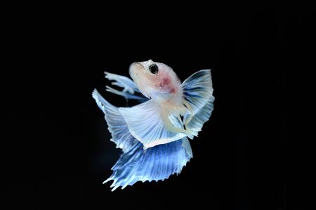 Capture the moving moment of elephant ear fighting fish on black backgroundの写真素材