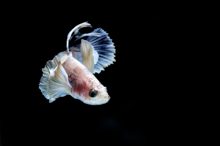 Capture the moving moment of elephant ear fighting fish on black backgroundの写真素材