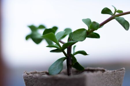 Succulent plant in a bio biodegradable potの写真素材