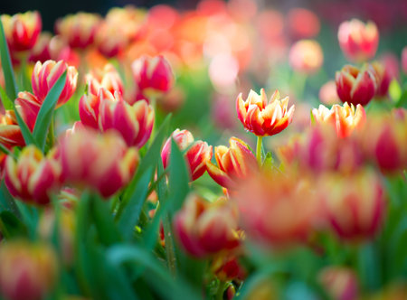 Flowerstulipの写真素材