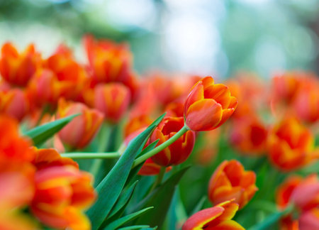 Tulipsの写真素材