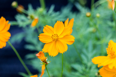 Marigold flowerの写真素材
