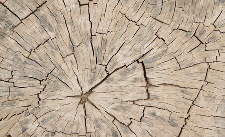 Wood texture