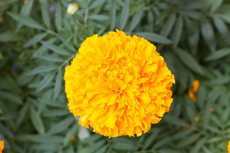 Marigolds Tagetes erecta, Mexican marigold, Aztec marigoldの写真素材