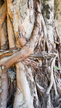 abstract largest creeping plantの写真素材