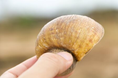 Hand holding a river shellの写真素材