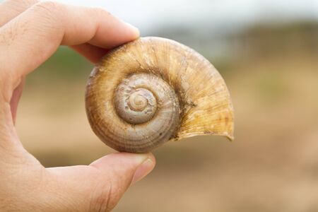 Hand holding a river shellの写真素材
