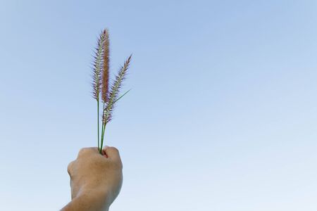Hand holds grass on the blue skyの写真素材