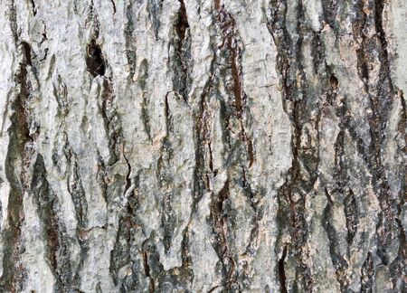 Texture of bark of background