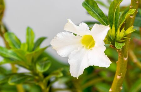 Aenium Tree - Socotra , Rose desertの写真素材