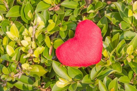 Red heart on the leavesの写真素材