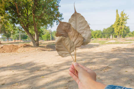 Handle dry leavesの写真素材