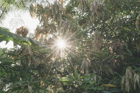 Beautiful of Sun streaming through the leaves in the the jungle.の写真素材