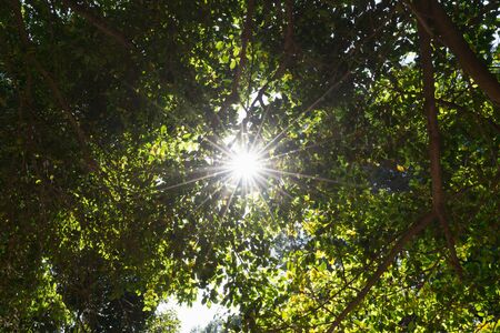 Beautiful of Sun streaming through the leaves in the the jungle.の写真素材