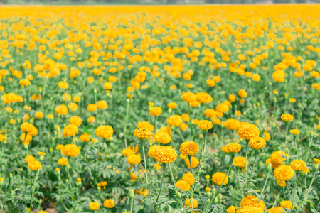 Beautiful field of Marigolds  (Tagetes erecta, Mexican marigold, Aztec marigold)の写真素材