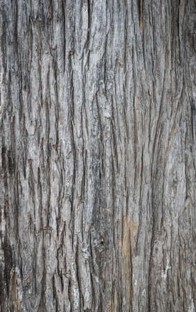 Wood texture for background copy space.の写真素材