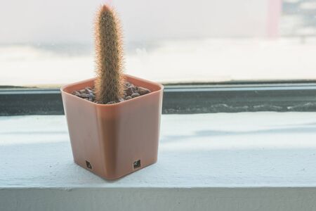 Beautiful cactus on the table and warm sunlight in the morning.Vintage filter effect.の写真素材