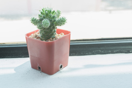 Beautiful cactus on the table and warm sunlight in the morning.Vintage filter effect.の写真素材