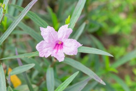 Beautiful of Purplish-blue petunias (Ruellia simplex, mexican petunia). Concept nature beautiful.の写真素材