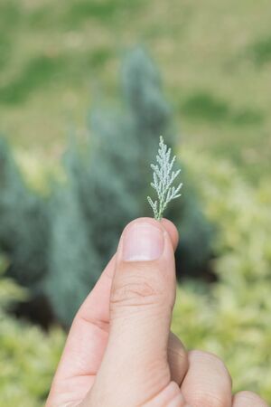 Handle green pine leaf. Concept nature beautiful.