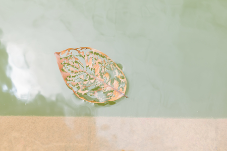 Beautiful dry leaf on river. Concept nature inspiration.の写真素材