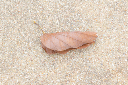 Beautiful dry leaf on the grass. Concept nature inspiration.